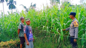 KAWAL ASTA CITA KETAHANAN PANGAN, POLSEK KKH CEK JAGUNG JAKARIN 1 HINGGA PANEN