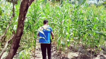 POKTAN BINA TANI SEJAHTERA PEKANBARU RAWAT JAGUNG PIPIL BERSAMA BHABINKAMTIBMAS
