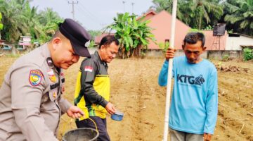Tanam Jagung 0,35 Hektare di Lubuk Sakai Dukung Ketahanan Pangan
