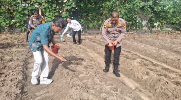 1Hektar Tanam Jagung, Polsek Tapung Hilir Turun Langsung di Desa Kota Bangun