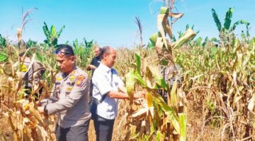 Polsek Kampar Kiri Hilir Turun ke Lahan Dukung Panen Jagung