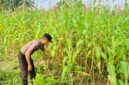 Polsek Sabak Auh rutin turun langsung cek pertumbuhan jagung pipil 0,5 hektar usia 63 hari bersama petani di Jl. Siak-Pakning RT l/RW l Kampung Belading Kec. Sabak Auh Kab. Siak, Jumat (30/10/2026). Kegiatan dukung swasembada jagung 2026. (Foto: Dok. Humas Polsek Sabak Auh)