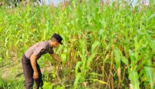 Polsek Sabak Auh rutin turun langsung cek pertumbuhan jagung pipil 0,5 hektar usia 63 hari bersama petani di Jl. Siak-Pakning RT l/RW l Kampung Belading Kec. Sabak Auh Kab. Siak, Jumat (30/10/2026). Kegiatan dukung swasembada jagung 2026. (Foto: Dok. Humas Polsek Sabak Auh)