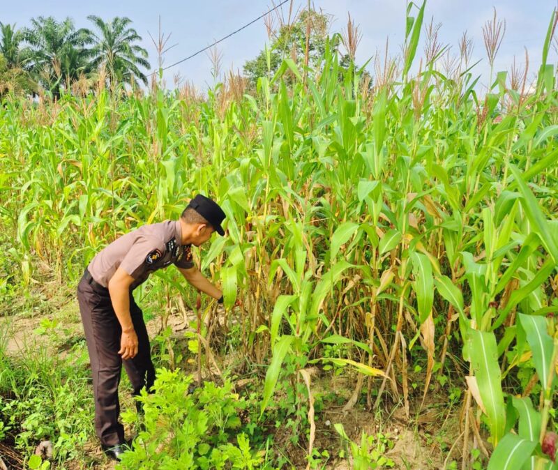 Polsek Sabak Auh rutin turun langsung cek pertumbuhan jagung pipil 0,5 hektar usia 63 hari bersama petani di Jl. Siak-Pakning RT l/RW l Kampung Belading Kec. Sabak Auh Kab. Siak, Jumat (30/10/2026). Kegiatan dukung swasembada jagung 2026. (Foto: Dok. Humas Polsek Sabak Auh)